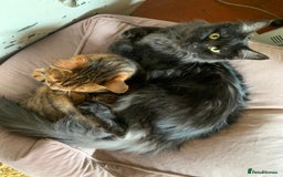 Maine Coon cats for sale: Full pedigree Maine Coon Female - Image 14