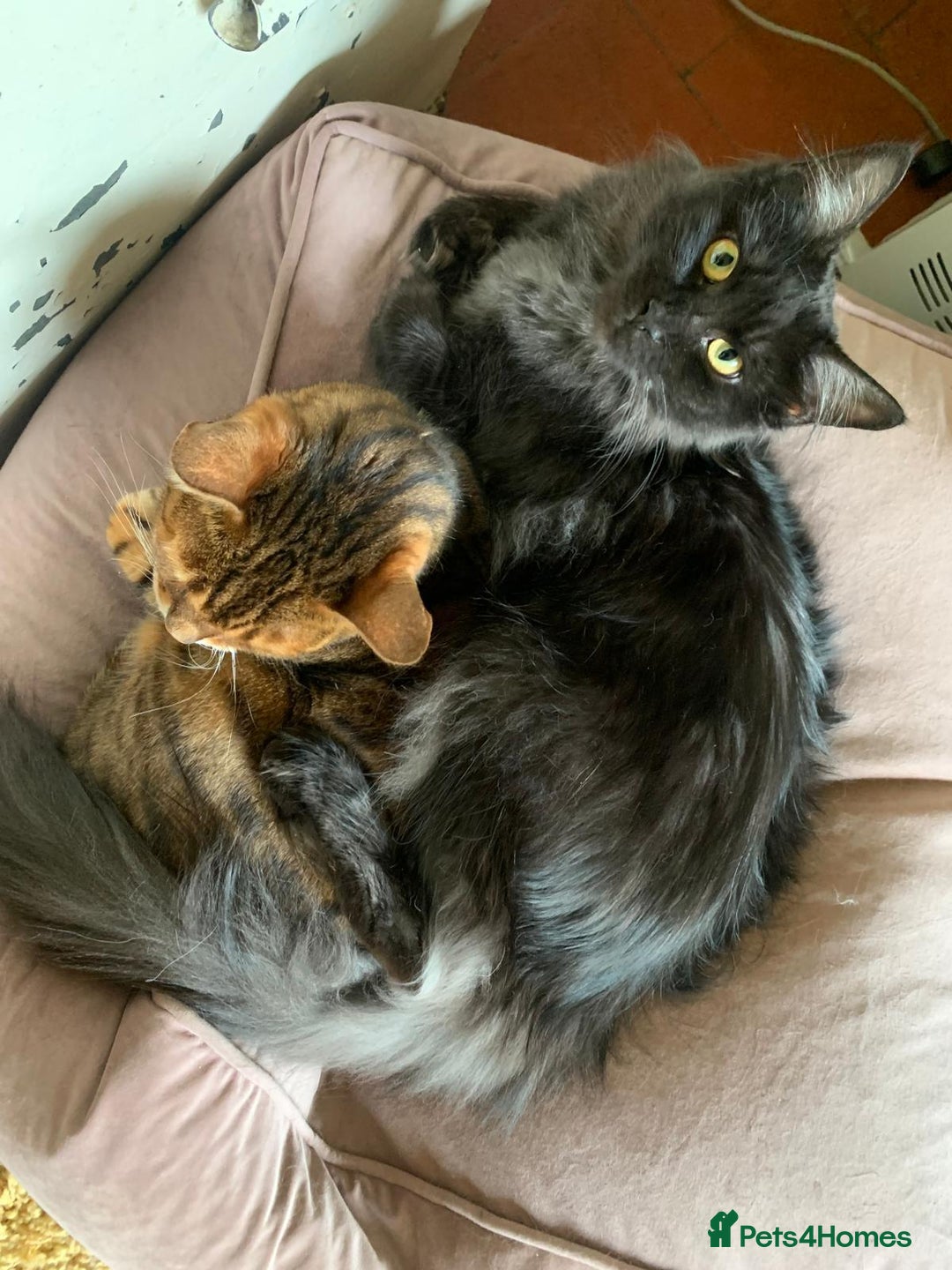 Maine Coon cats for sale: Full pedigree Maine Coon Female - Image 14