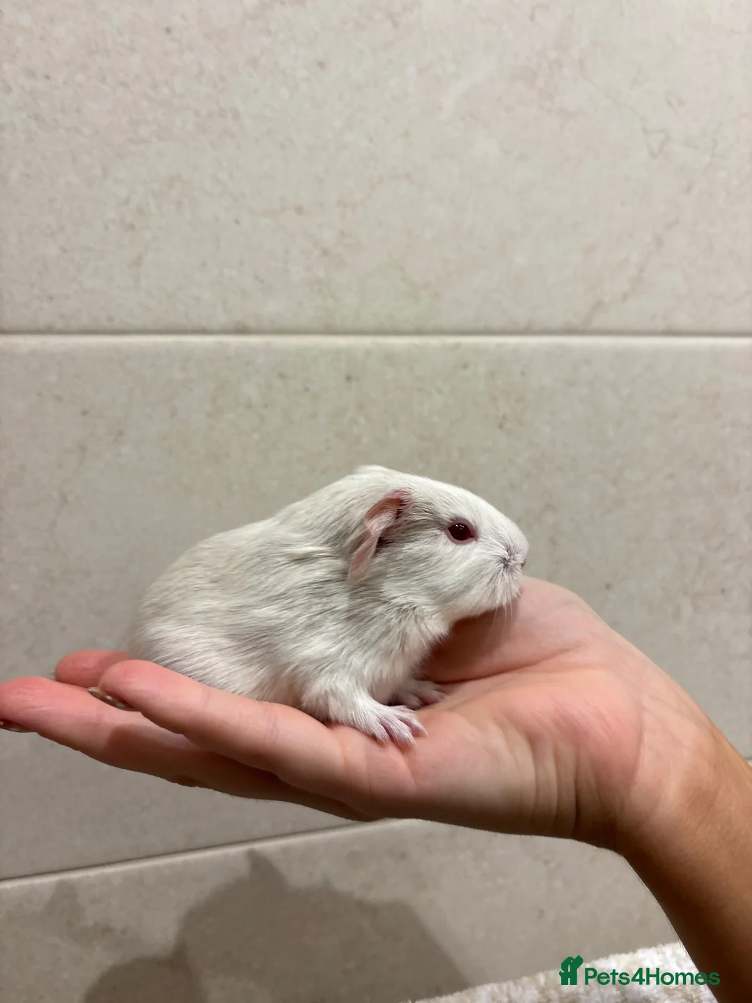 Guinea Pig rodents for sale: Pair of boy guinea pigs  - Advert 2