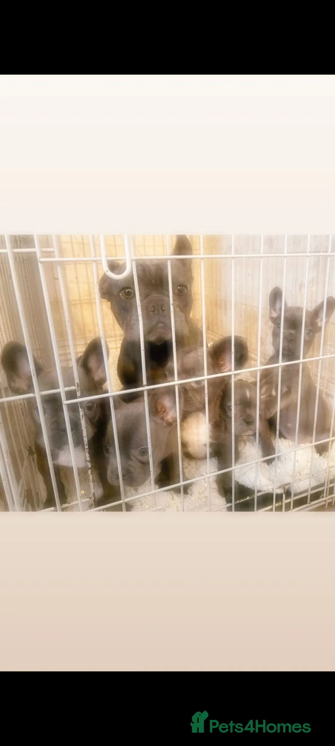 French Bulldog dogs for sale: French bulldog puppies  - Advert 1
