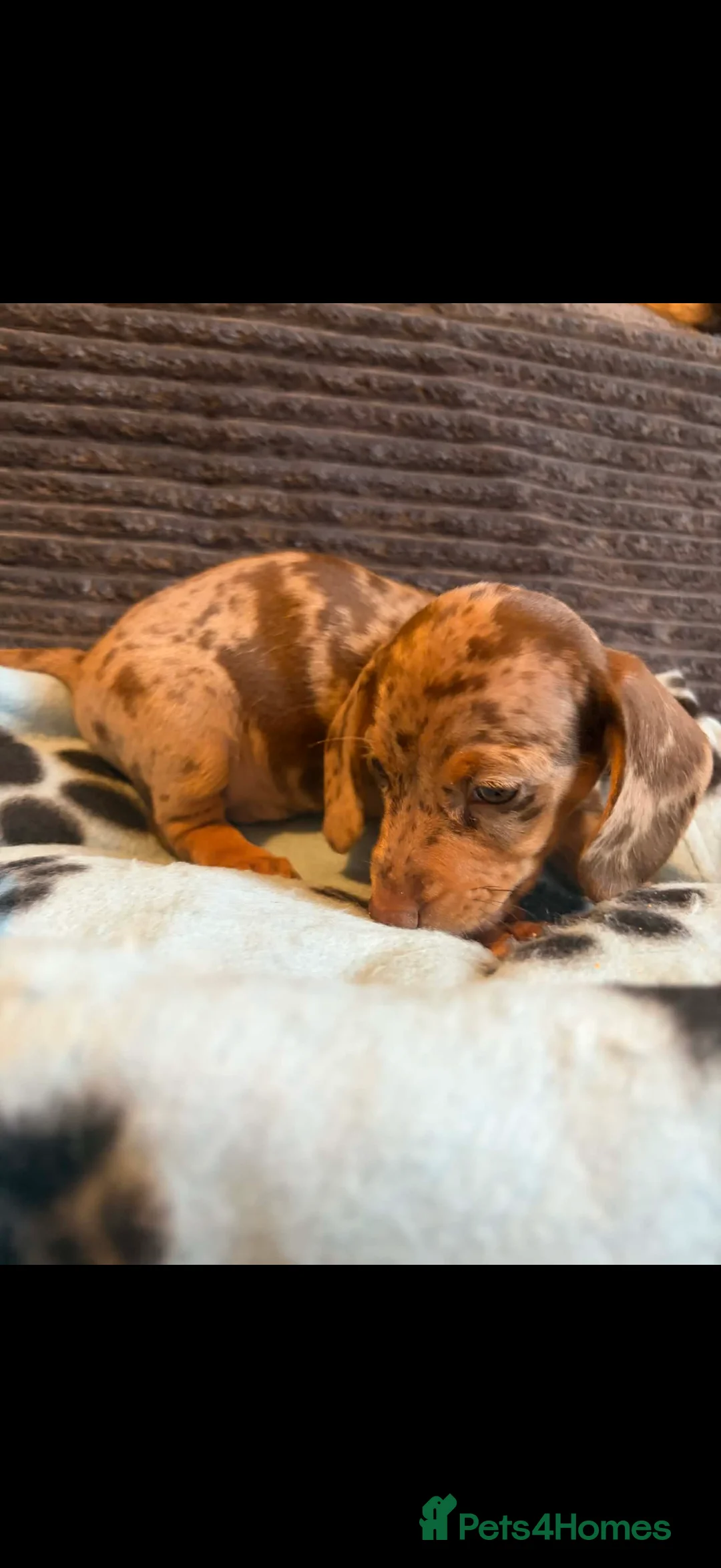 Miniature Dachshund dogs for sale: KC registered Miniature Dachshund puppies  - Advert 16