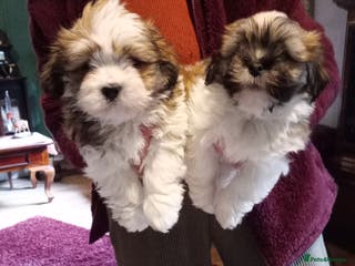 Lhasa Apso dogs LHASA APSO PUPPIES - Advert 2
