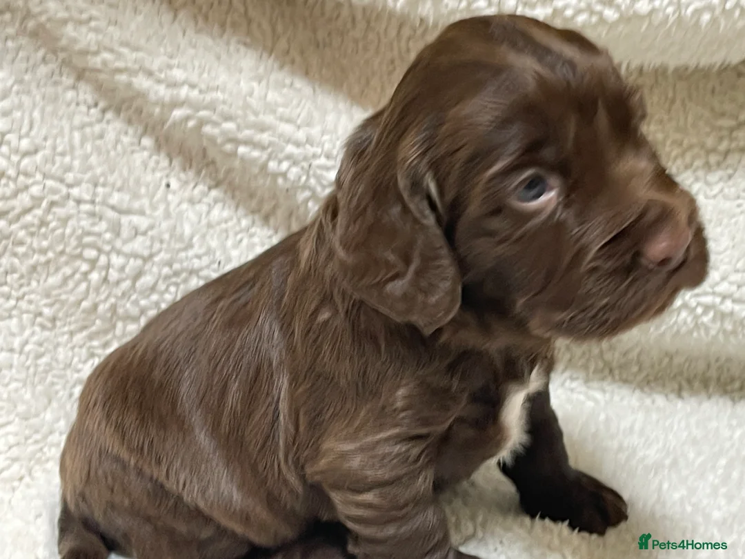 Cocker Spaniel dogs for sale: Working cocker spaniels - Advert 6