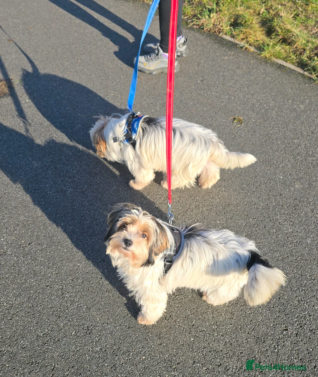 Biewer Terrier dogs for sale: 🐾 Adorable Biewer Terrier Puppies – Bedfordshire - Advert 18