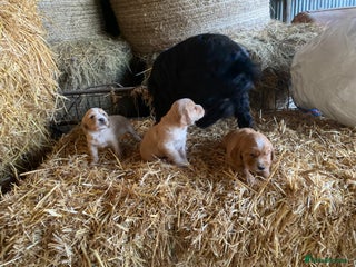 Cocker Spaniel dogs Champagne colour Working Cocker Spaniels - Advert 16