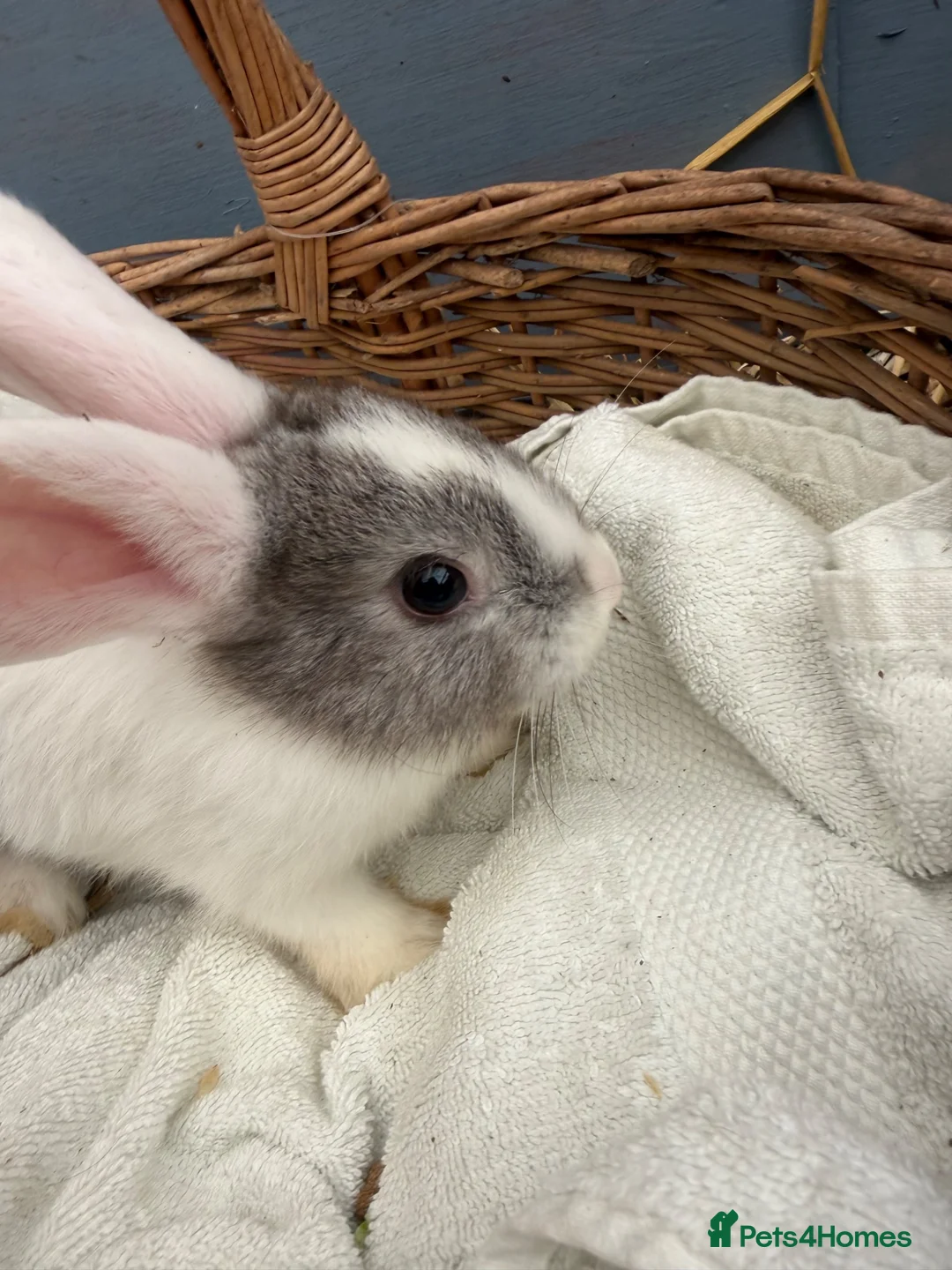 Continental Giant rabbits for sale: Giant continental bunny’s  - Advert 8