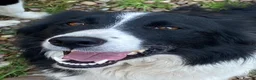 Border Collie dogs for sale: Border collie puppy ready now - Advert 2