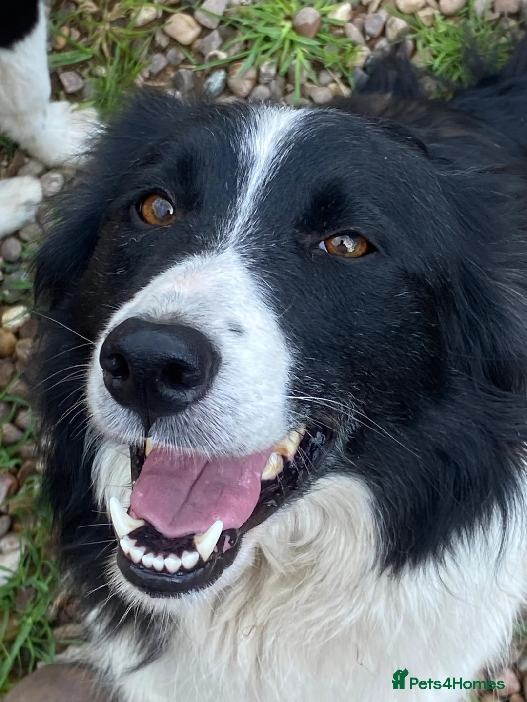 Border Collie dogs for sale: Border collie puppy ready now - Advert 2