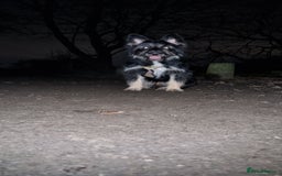 Mixed Breed dogs for sale: Meet Coco - Image 6