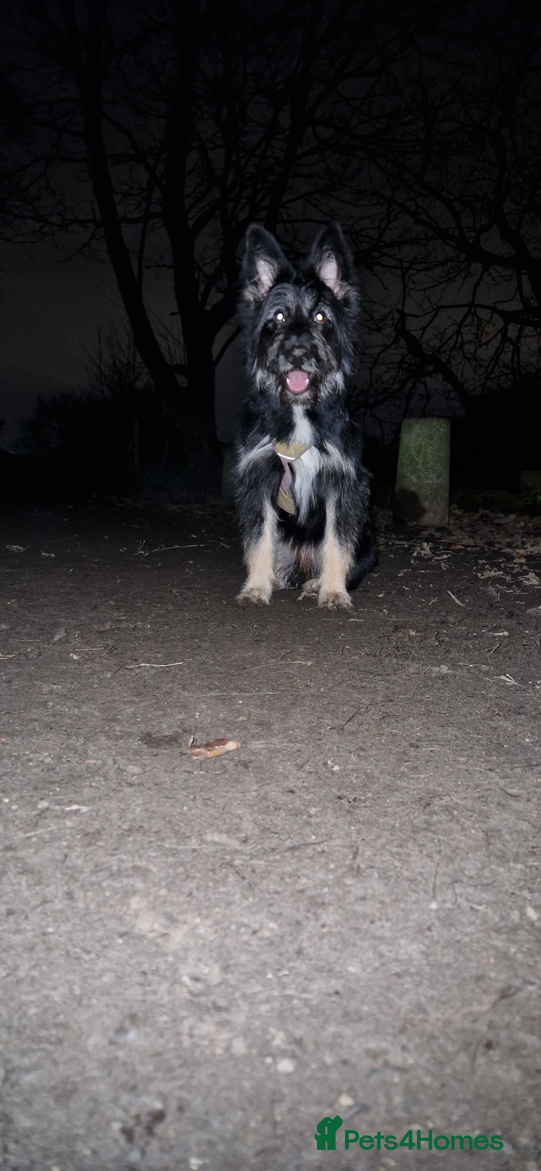 Mixed Breed dogs for sale: Meet Coco - Image 6