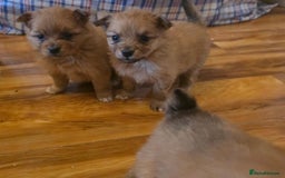 Pomeranian dogs for sale: Pomeranian Puppies - Image 3
