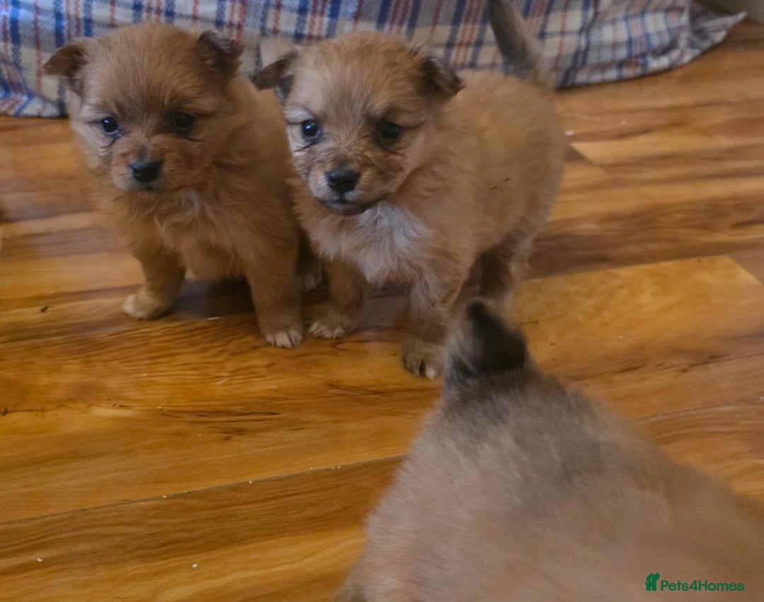 Pomeranian dogs for sale: Pomeranian Puppies - Image 3