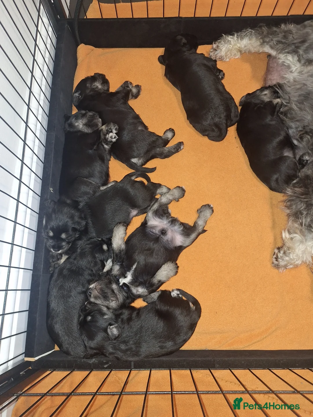 Miniature Schnauzer dogs for sale: 8 adorable miniature schnauzer puppies  - Advert 11