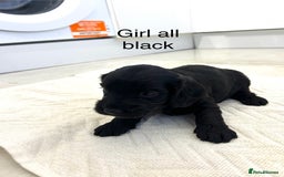 Cockapoo dogs for sale: Beautiful cockapoos  - Image 17