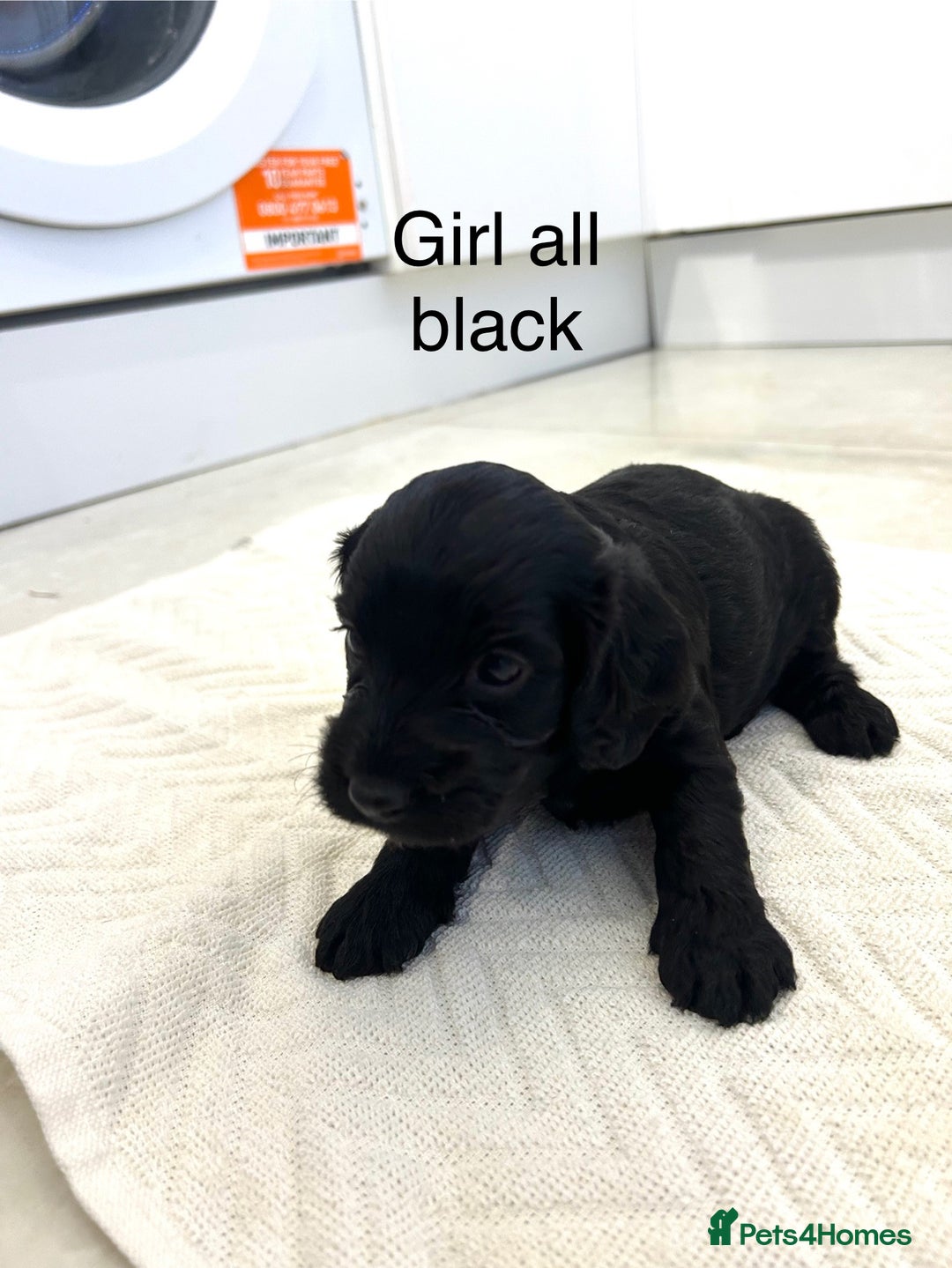 Cockapoo dogs for sale: Beautiful cockapoos  - Image 17