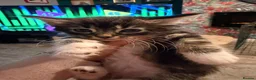 Mixed Breed cats for sale: Beautiful kittens for sale  - Advert 9