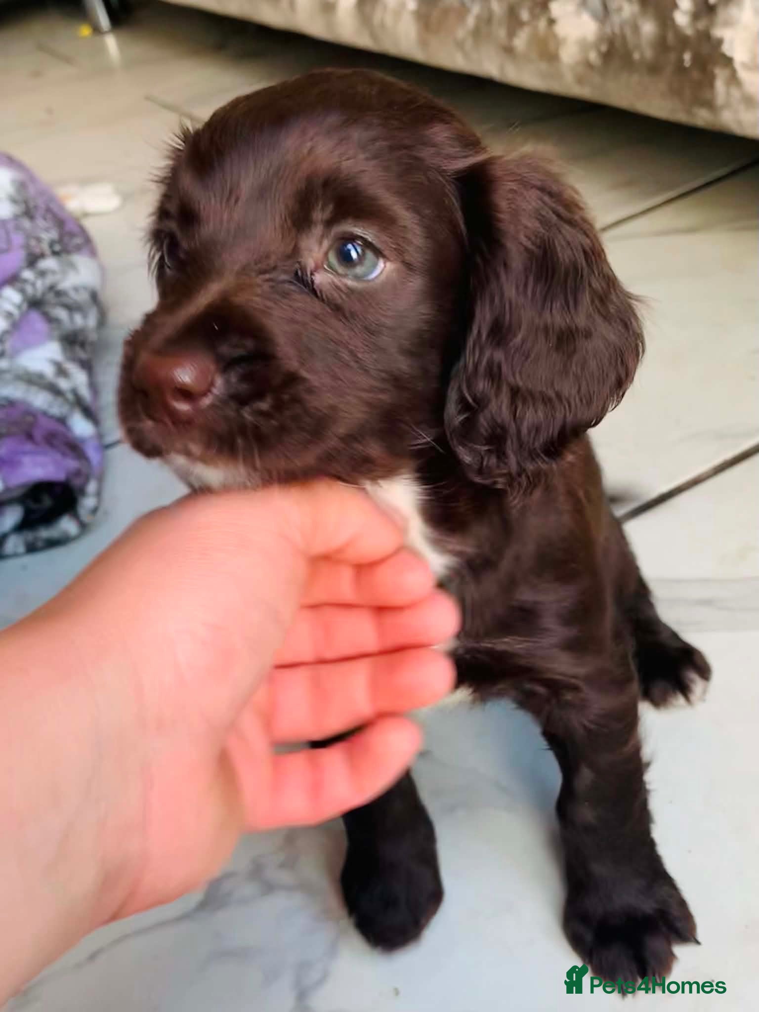 Sprocker dogs Ready now! Stunning F2 sprocker spaniel puppies !  - Advert 2