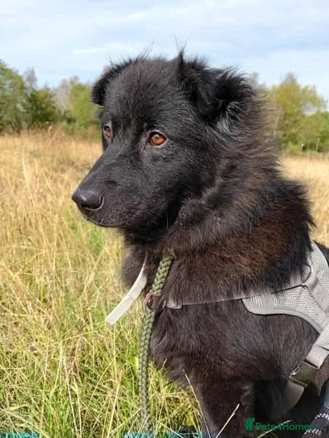 Mixed Breed dogs for adoption: Meet Sabrina, currently residing in Nottingham  in Nottingham - Advert 11