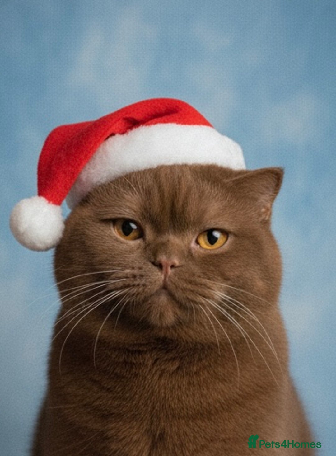 British Shorthair cats for stud: Health tested Cinnamon stud - Advert 1