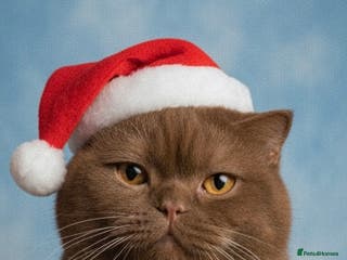 British Shorthair cats Health tested Cinnamon stud - Advert 15