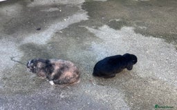 Mini Lop rabbits for sale: Mini lop boys - Image 2