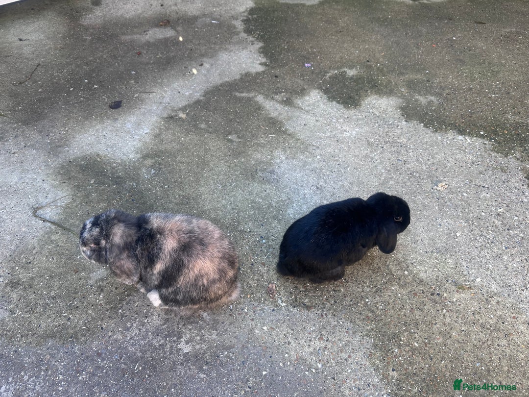 Mini Lop rabbits for sale: Mini lop boys - Image 2