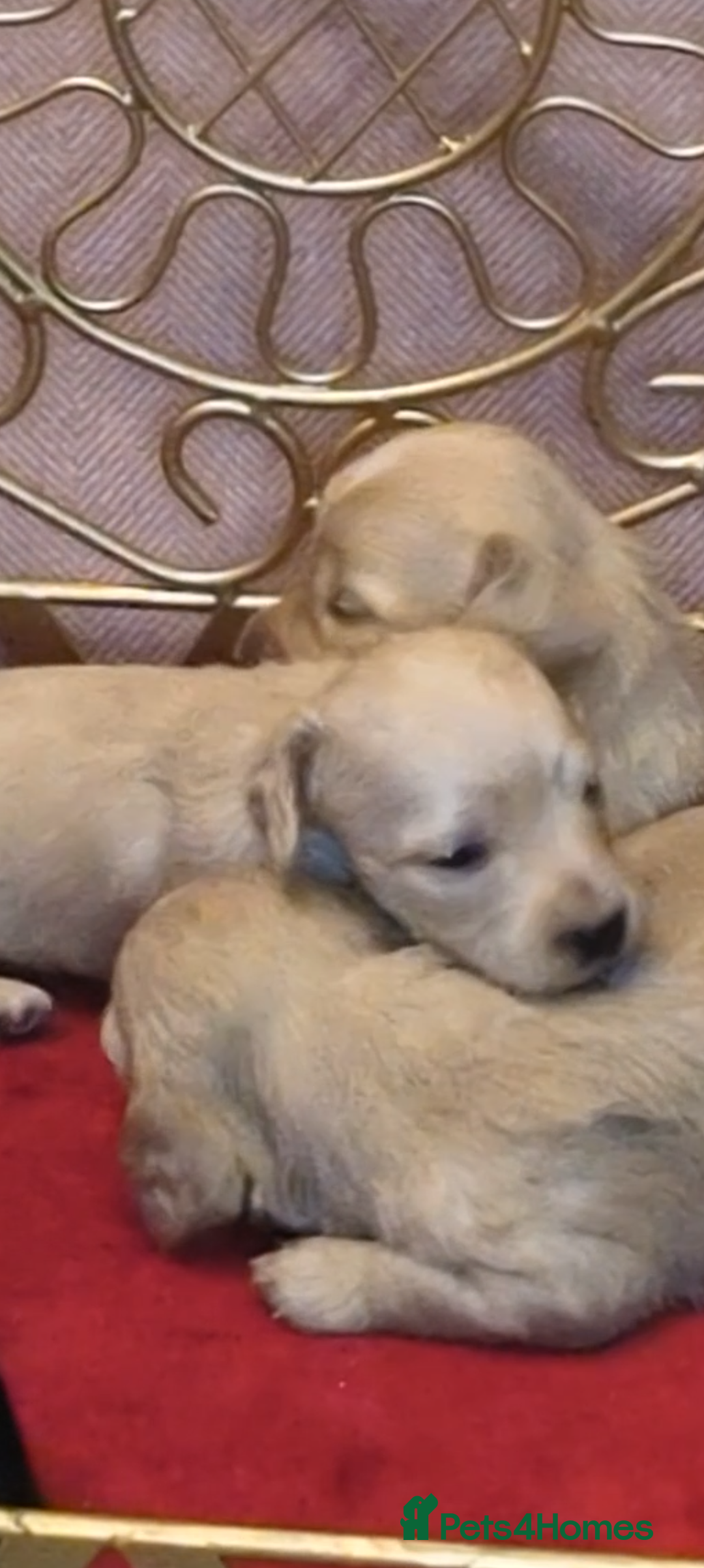 Miniature Dachshund dogs for sale:  Exquisite Long Coat Cream & Black & Tan Babies - Image 2