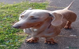 Dachshund dogs for sale: Gorgeous miniature dachshunds  - Image 10