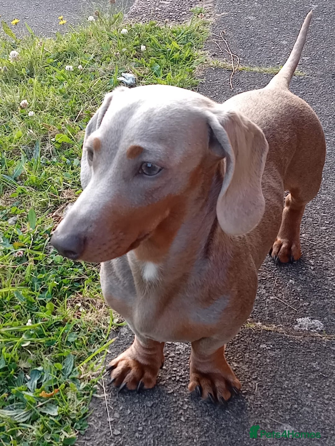 Dachshund dogs for sale: Gorgeous miniature dachshunds  - Image 10