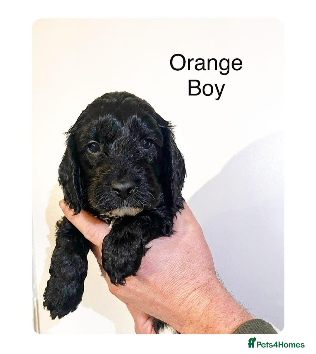 Cockapoo dogs for stud: Red f1b cockapoo in Swindon - Image 15