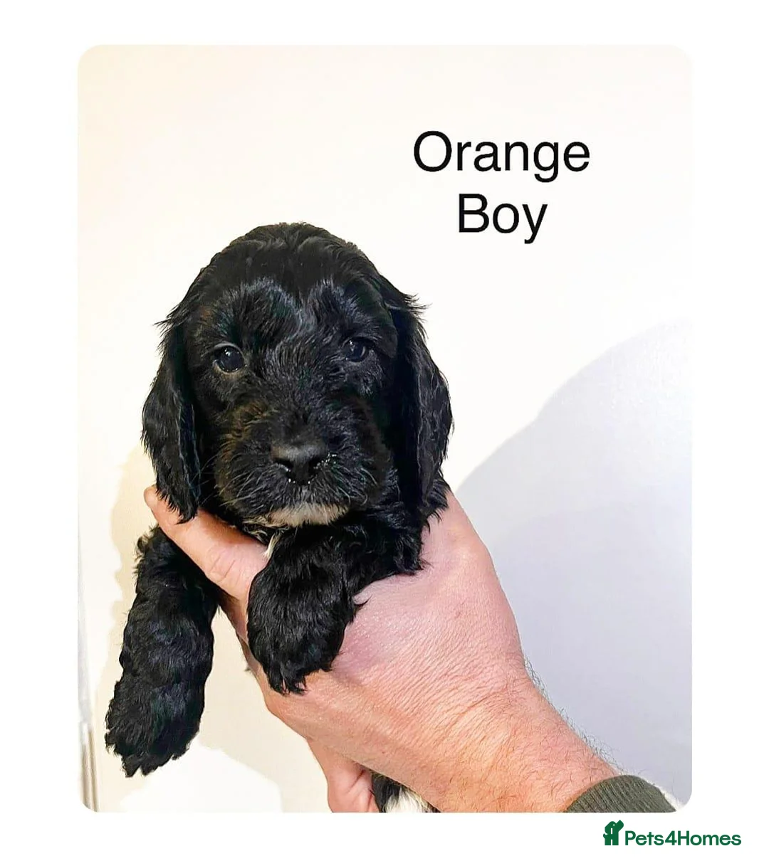 Cockapoo dogs for stud: Red f1b cockapoo health tested stud  in Swindon - Advert 15