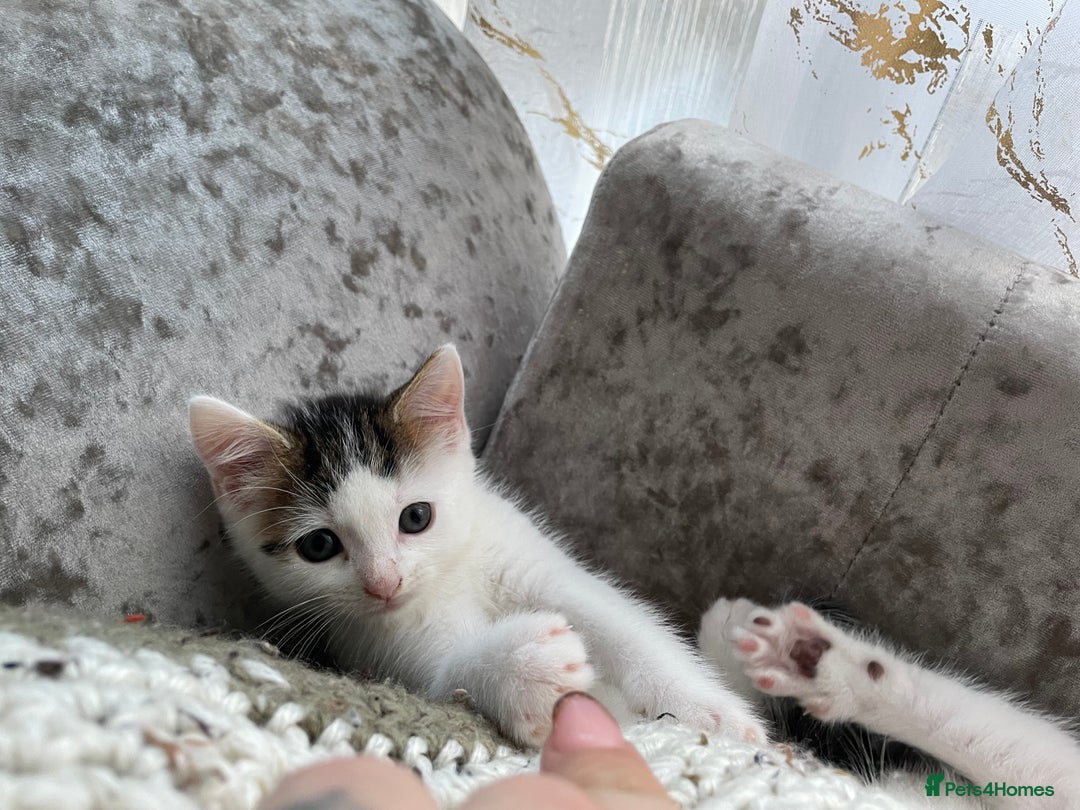 Turkish Van cats for sale: One male tri colour  - Image 12