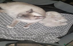 Ragdoll cats for sale:  Ragdoll kittens. 1 girl. 1 boy  - Image 9