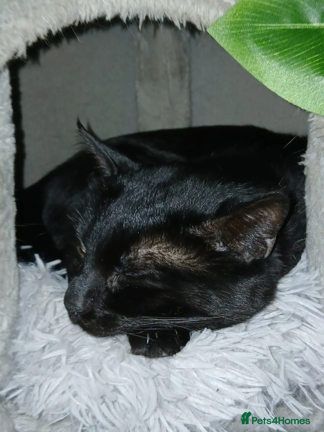 Bengal cats for sale: 3 Pedigree Cats. Must Stay Together .Urgent - Advert 2