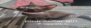Light pink collar girl 