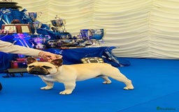 French Bulldog dogs for sale: 🏆KC registered, Standard French Bulldog Puppies🏆 - Image 31