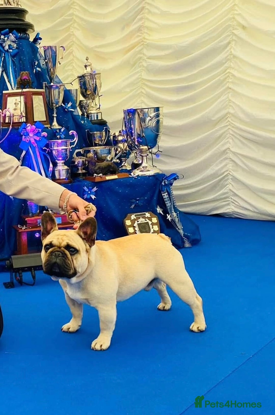French Bulldog dogs for sale: 🏆KC registered, Standard French Bulldog Puppies🏆 - Image 31