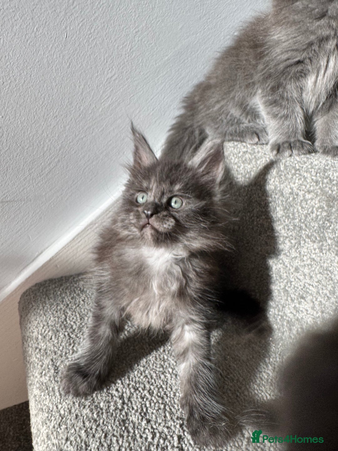 Maine Coon cats for sale: Pedigree Maine Coon Kittens – Blues & Smokes - Advert 16