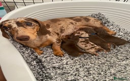Miniature Dachshund dogs for sale: Miniature dachshunds for sale  - Image 8