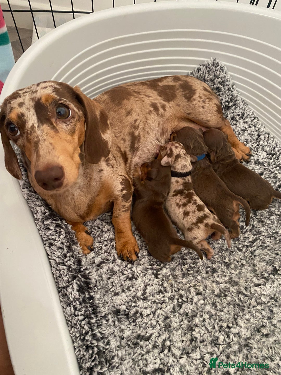 Miniature Dachshund dogs for sale: Miniature dachshunds for sale  - Image 8