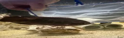 Cichlids fish for sale: Fish for sale in Milton Keynes - Advert 7