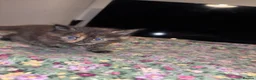 Bengal cats for sale: Half bengal - Advert 5