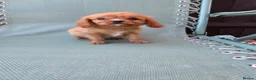 Cavapoo dogs for sale: Beautiful f1b cavapoo puppies  - Advert 17