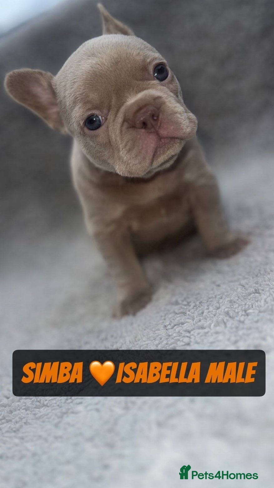 French Bulldog dogs French bulldog puppies for sale 💥‼️ - Advert 3