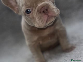 French Bulldog dogs - Advert 2