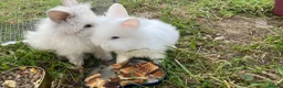 Lionhead rabbits for sale: Rabbits male and female  - Advert 2