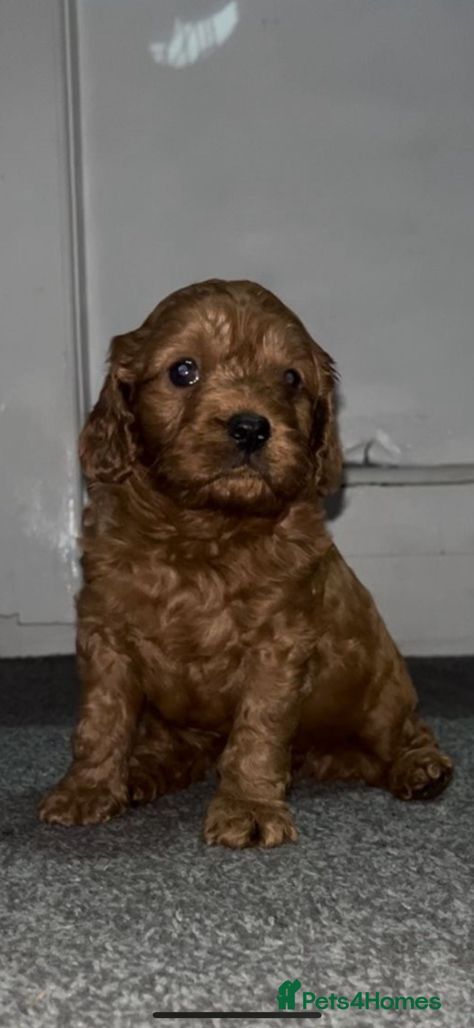 Cavapoo dogs Minature (toy) cavapoos 1 boy remaining 💙 - Advert 1