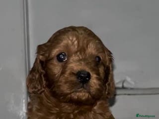 Cavapoo dogs Minature (toy) cavapoos - Advert 17