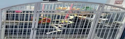 Parrots birds for sale: African grey parrot cage stand and toys in London - Advert 6