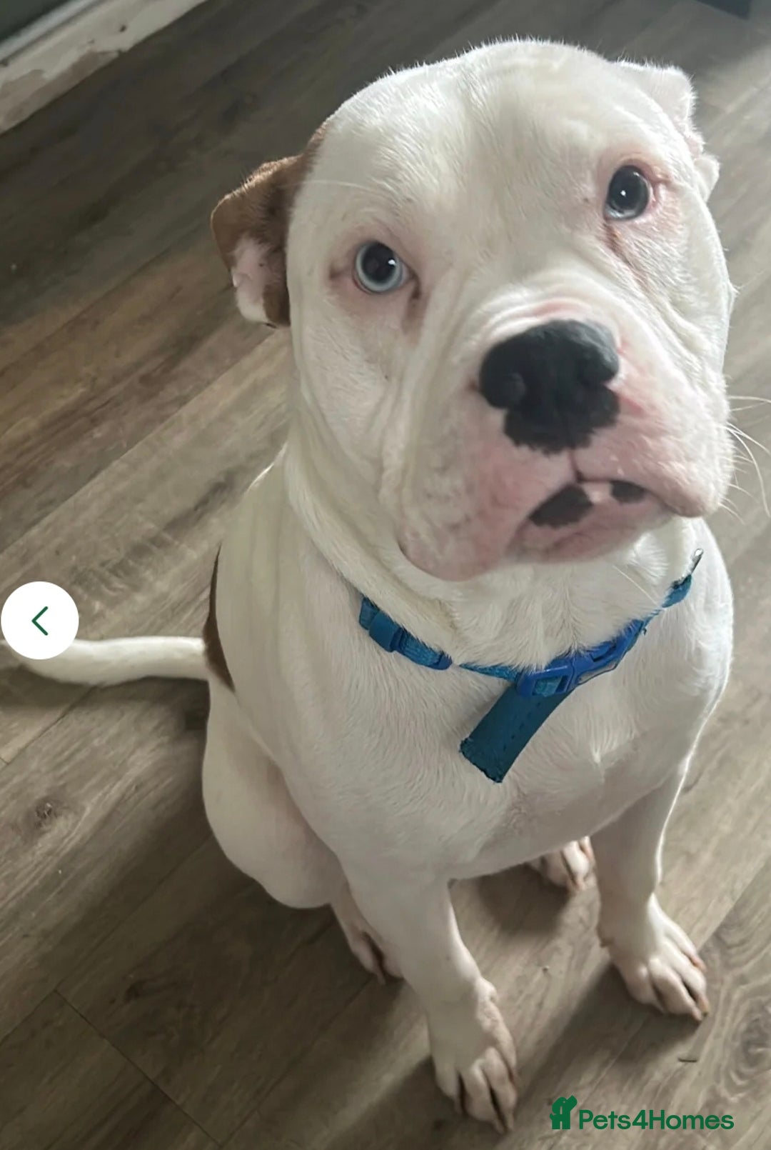 Mixed Breed dogs for sale: American staff - Advert 1